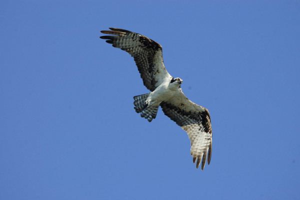 Ein Fischadler fliegt mit ausgebreiteten Flügeln am blauen Himmel.