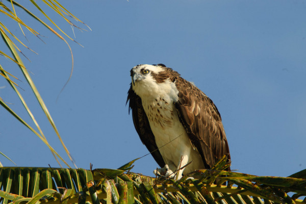 Fischadler sitzt auf einem Palmenzweig unter blauem Himmel.