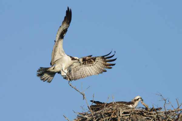 Zwei Fischadler am Nest, einer im Anflug, der andere sitzt.