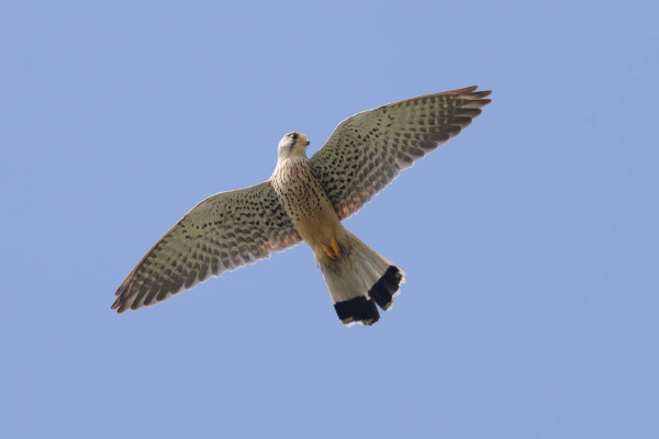 Ein Turmfalke mit ausgebreiteten Flügeln fliegt am klaren Himmel.