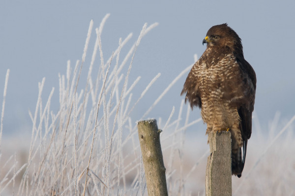 Mäusebussard sitzt im Winter auf einem Zaunpfahl, umgeben von gefrorener Vegetation.