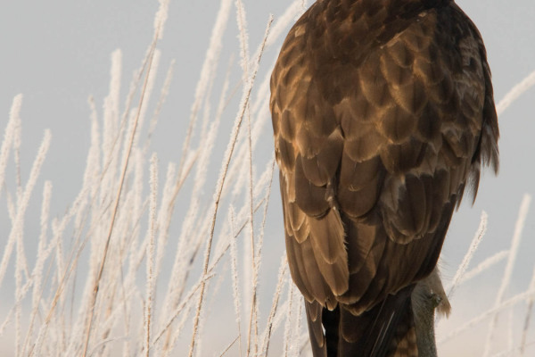 Mäusebussard sitzt in einer frostigen Wiese mit Raureif.