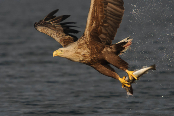 Seeadler fliegt über Wasser mit einem Fisch in den Krallen.