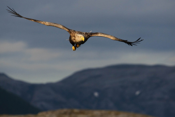 Fliegender Seeadler über skandinavischer Landschaft in der Dämmerung.