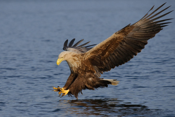Ein Seeadler im Flug knapp über dem Wasser, Flügel ausgebreitet.