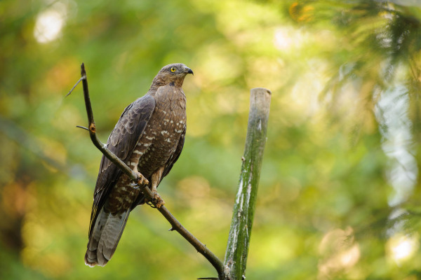 Ein Wespenbussard sitzt auf einem Ast in einem grünen Wald.
