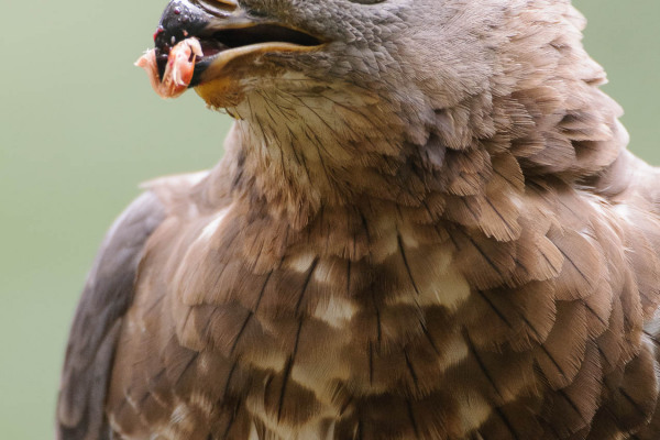 Nahaufnahme eines Wespenbussards mit Insektenlarven im Schnabel.