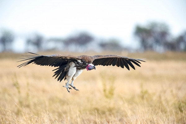 Ohrengeier im Flug über einer afrikanischen Savannenlandschaft, Flügel ausgebreitet.