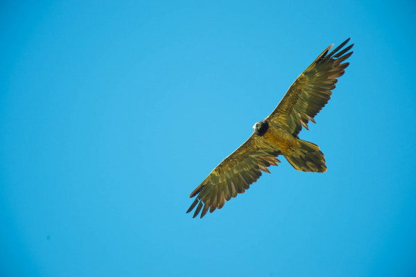 Junger Bartgeier mit ausgebreiteten Flügeln am blauen Himmel
