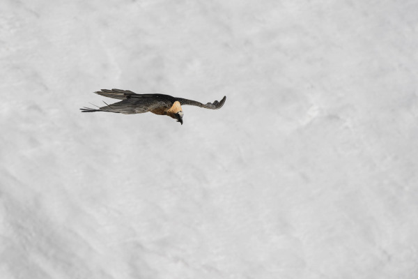 Bartgeier fliegt über schneebedeckte Landschaft mit ausgebreiteten Flügeln.