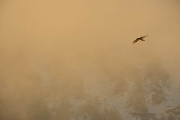 Bartgeier fliegt durch neblige Berglandschaft.
