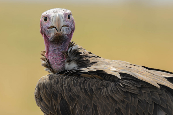 Ohrengeier mit nacktem Kopf und Hals in afrikanischer Landschaft.