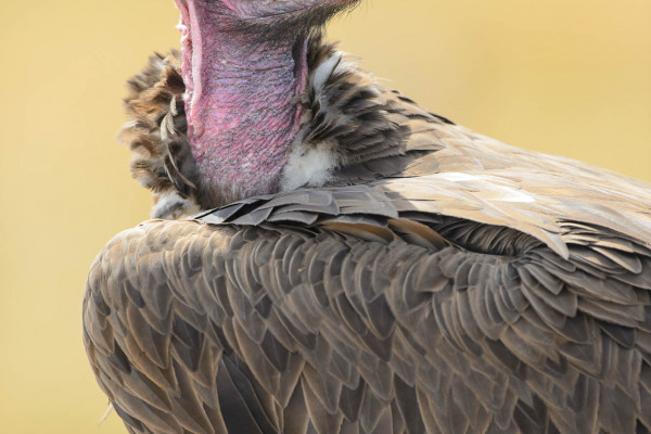 Nahaufnahme eines Ohrengeiers mit auffälligem Halsgefieder.