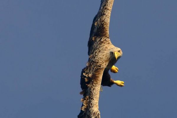 Ein Steinadler fliegt majestätisch am Himmel.