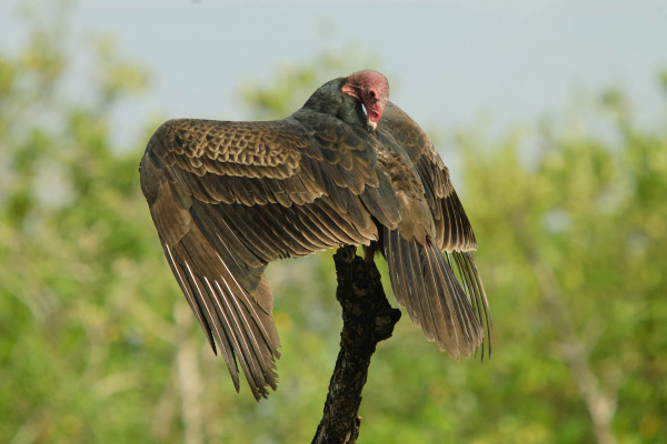 Truthahngeier mit ausgebreiteten Flügeln sitzt auf einem Ast.