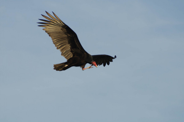Truthahngeier mit ausgebreiteten Flügeln im Flug vor blauem Himmel