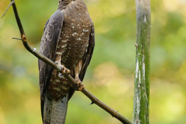 Ein Wespenbussard sitzt auf einem Ast in einem Waldgebiet.