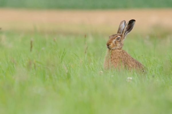 Feldhase sitzt aufmerksam im hohen Sommergras einer Wiese.