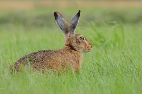 Ein Feldhase sitzt aufmerksam im grünen Gras und schaut zur Seite.