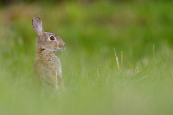 Ein Wildkaninchen sitzt aufmerksam in einer grünen Wiese.