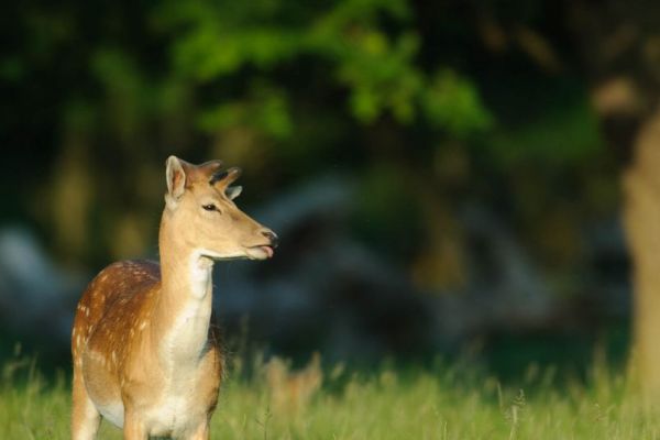 Ein Damhirsch steht in einer grünen Lichtung bei Tageslicht.