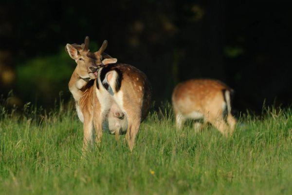Zwei Damhirsche im hohen Gras, einer zeigt seinen Rücken mit geflecktem Fellmuster.