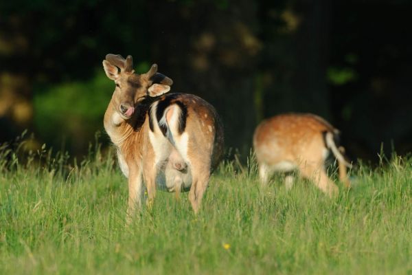 Ein Damhirsch im Gras leckt sich den Rücken.