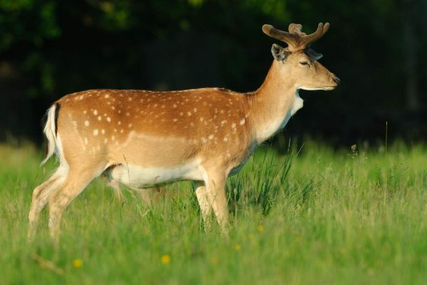 Ein Damhirsch mit geflecktem Fell steht auf einer Wiese im Sommer.