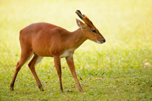 Ein Muntjak geht auf einer grünen Wiese in Thailand.