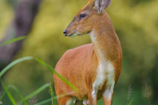 Ein Indischer Muntjak mit rotbraunem Fell im grünen Wald.