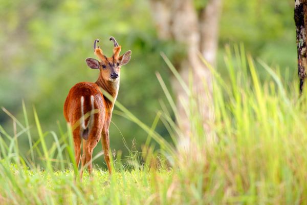 Ein Indischer Muntjak steht im dichten Gras und blickt zurück.