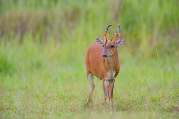 Indischer Muntjak, kleiner Hirsch, steht im Grasland mit grünem Hintergrund.