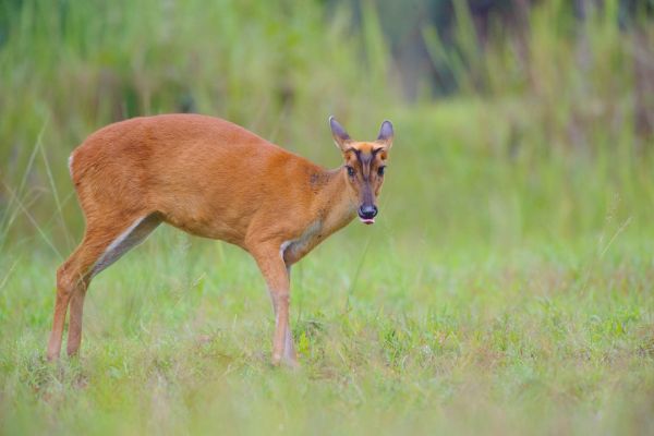 Indischer Muntjak steht im Grasland mit erhobenem Kopf.
