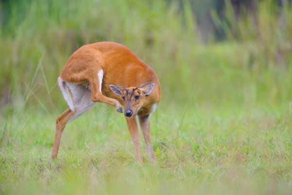 Ein Indischer Muntjak steht in einer grasbewachsenen Landschaft.
