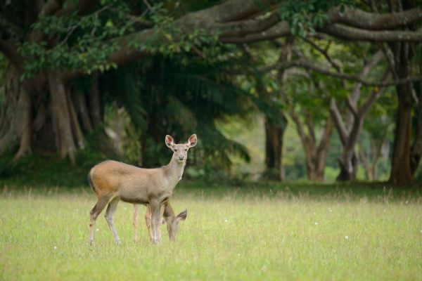 Sambarhirsch steht auf einer grünen Wiese im Wald in Thailand.