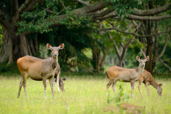 Mehrere Sambarhirsche grasen auf einer grünen Lichtung vor einem Wald.
