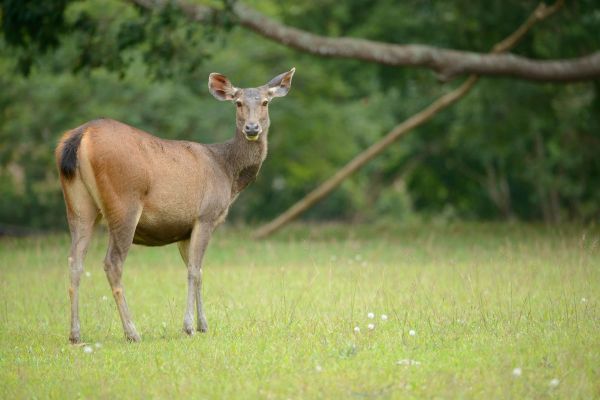 Ein Sambarhirsch steht auf einer Wiese, mit Bäumen im Hintergrund.