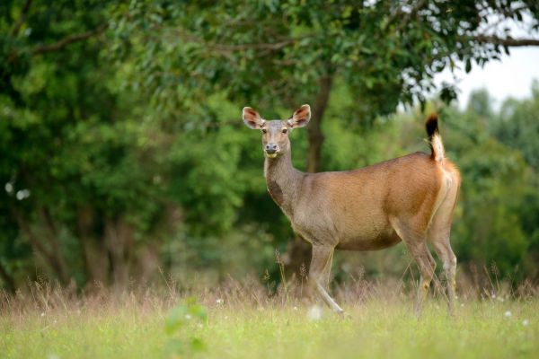 Ein Sambarhirsch steht auf einer grünen Wiese in einem Waldgebiet.