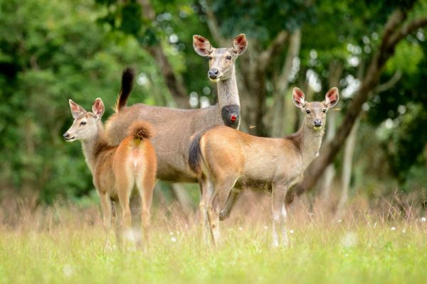 Eine kleine Gruppe von Sambarhirschen im Grasland eines tropischen Waldes.