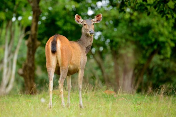 Ein Sambarhirsch steht im Wald und schaut aufmerksam.