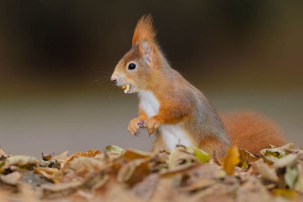 Europäisches Eichhörnchen im bunten Herbstlaub, seitlich dargestellt.