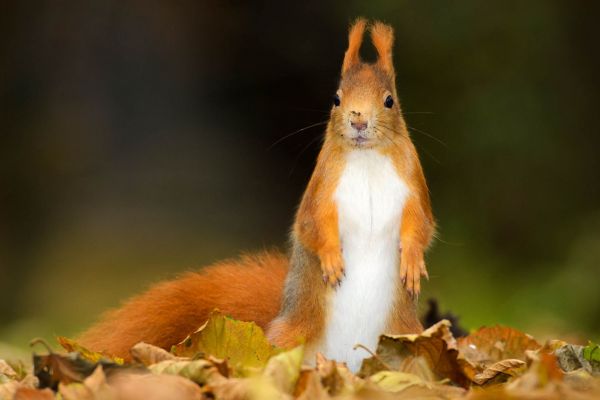 Ein Eichhörnchen steht aufrecht im Herbstlaub.