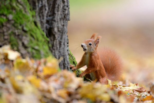 Eichhörnchen