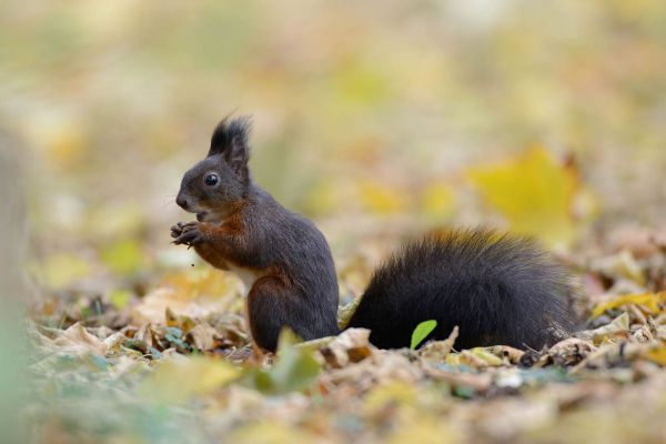 Eichhörnchen