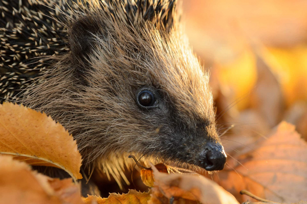 Igel