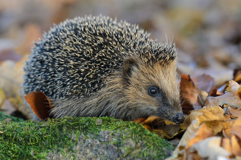 Braunbrustigel