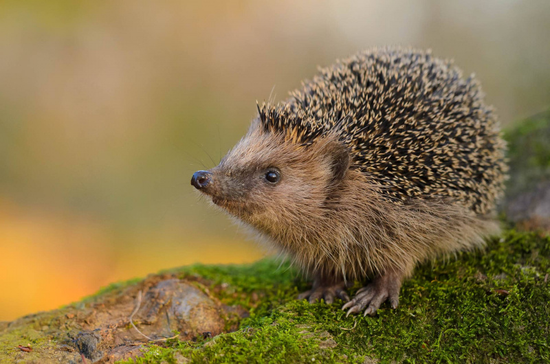 Braunbrustigel