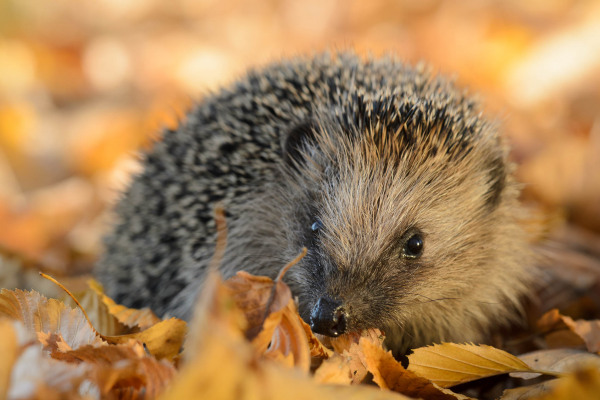 Ein Braunbrustigel liegt im herbstlichen Laub und schaut in die Kamera.