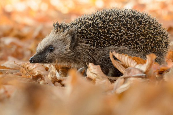 Ein Europäischer Igel durchstreift herbstliches Laub.