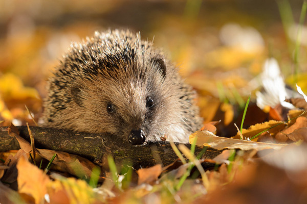 Ein Europäischer Igel sitzt im bunten Herbstlaub auf dem Boden.